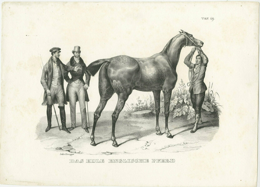 Original Antique Print Of An English Horse Vinterior