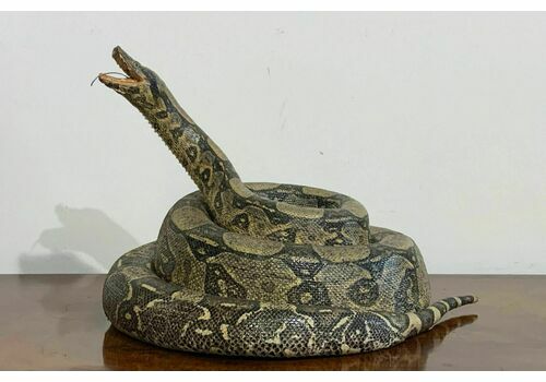 Mid 1900s Vintage Antique Taxidermy Python Snake Full Mount   Finely Preserved