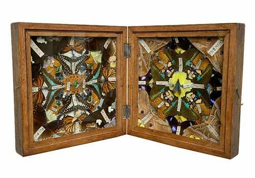 C1900 Fabulous Antique Collection Of Decorative Butterflies And Coloured Insects In A Square Case