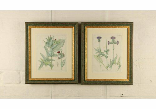 Pair Of Exceptional Coloured German Thistle Engravings