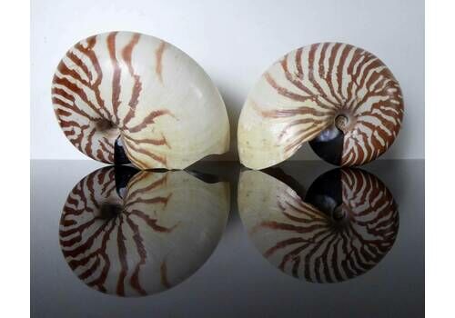 Pair Of Large Vintage Nautilus Seashells | Beach Theme Décor | Sea Shell Collecting | Natural Organic Nautilus Shell