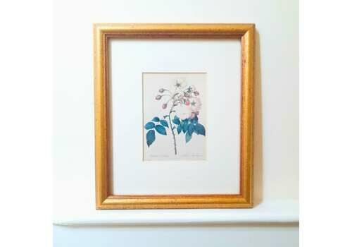 Vintage Gold Framed Art Print Of Adelaide D'orleans By Pierre Joseph Redoute   White Rose Of The Orleans   Botanical Floral Wall Art