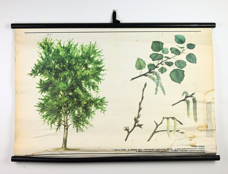 Common Aspen Tree Vintage Educational Chart, Botanical School Poster ...