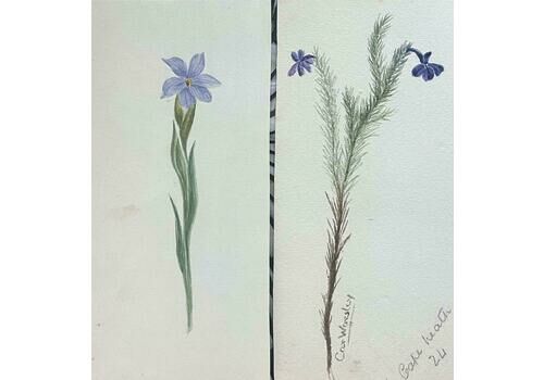 Caroline Worsleyset Of Two Fine Antique British Botanical Paintings Purple Flower Sketchc.1900