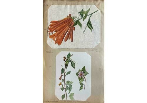 Caroline Worsleyset Of Two Fine Antique British Botannical Watercolour Paintings, Circa 1900