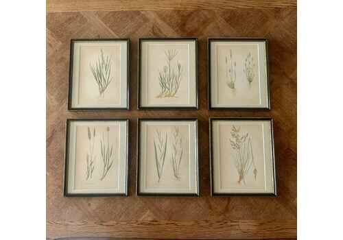 Set Of 6 Framed Original Antique Botanical Prints