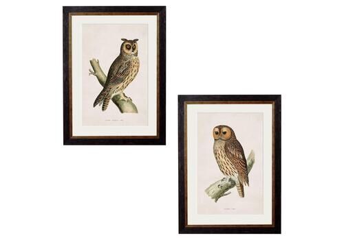 Set Of Two British Owl Prints In Rectangular Frames From 19thc Originals, New