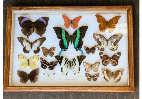 Colourful Tropical Butterfly Specimens In Display Case