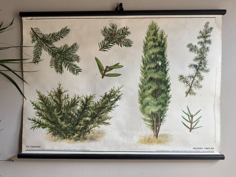 Vintage Juniper Tree  & Yew Boanical School Chart Botany Roll Down Linen Poster photo furniture