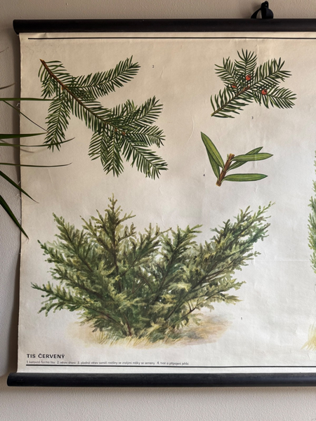 Vintage Juniper Tree  & Yew Boanical School Chart Botany Roll Down Linen Poster photo for sale