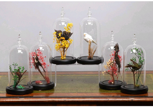 Tropical Bird Taxidermy Domes Set Of Six