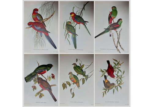 A Fabulous Set Of Six Unframed Gould Tropical Bird Prints (B)