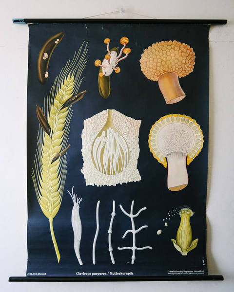 N-2 Mushroom Poster Chart Education Fungus Botany Wall Decor