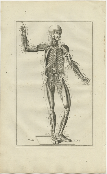 Pl. 26 Antique Anatomy Print Of The Muscular And Venous System By Elwe ...