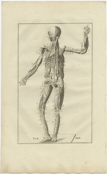 Pl. 24 Antique Anatomy Print Of The Muscular And Venous System By Elwe ...