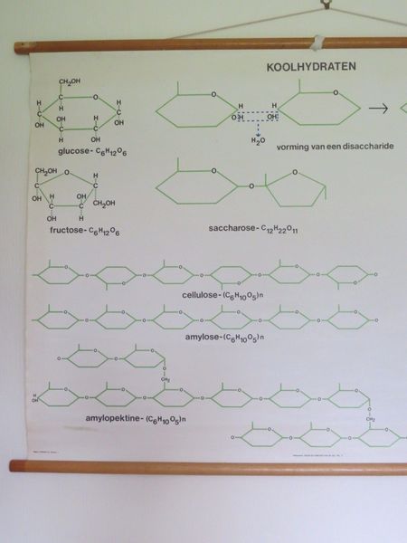 Vintage Roll Down Medical School Biochemistry Chart Of Carbohydrates Structure photo furniture