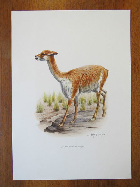 Vintage Print Of Vicuna Educational School Chart Zoology Alpaca Llama Vinterior