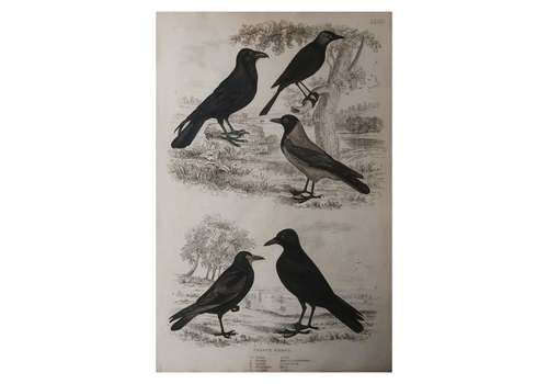 Large Original Antique Natural History Print, Crows, Circa 1835